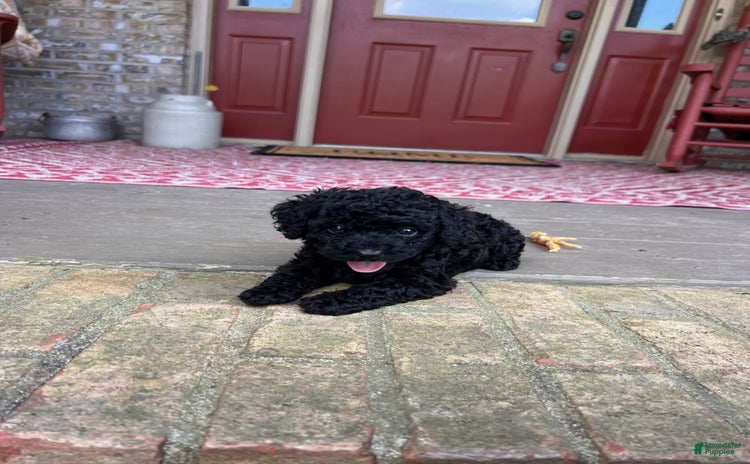 Cavapoo dogs for sale - Ad 2