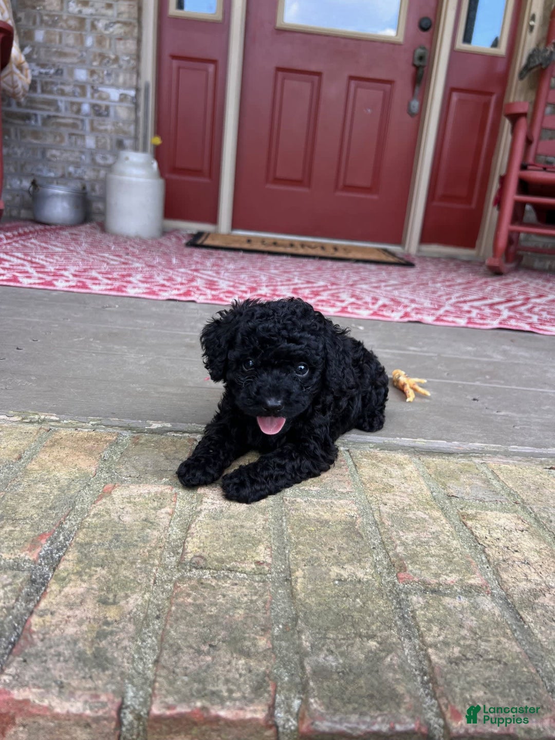 Cavapoo dogs for sale: Rowdy - Image 4