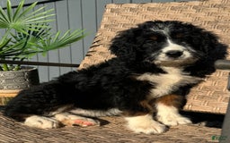 Bernedoodle dogs for sale: Maggie - Image 7