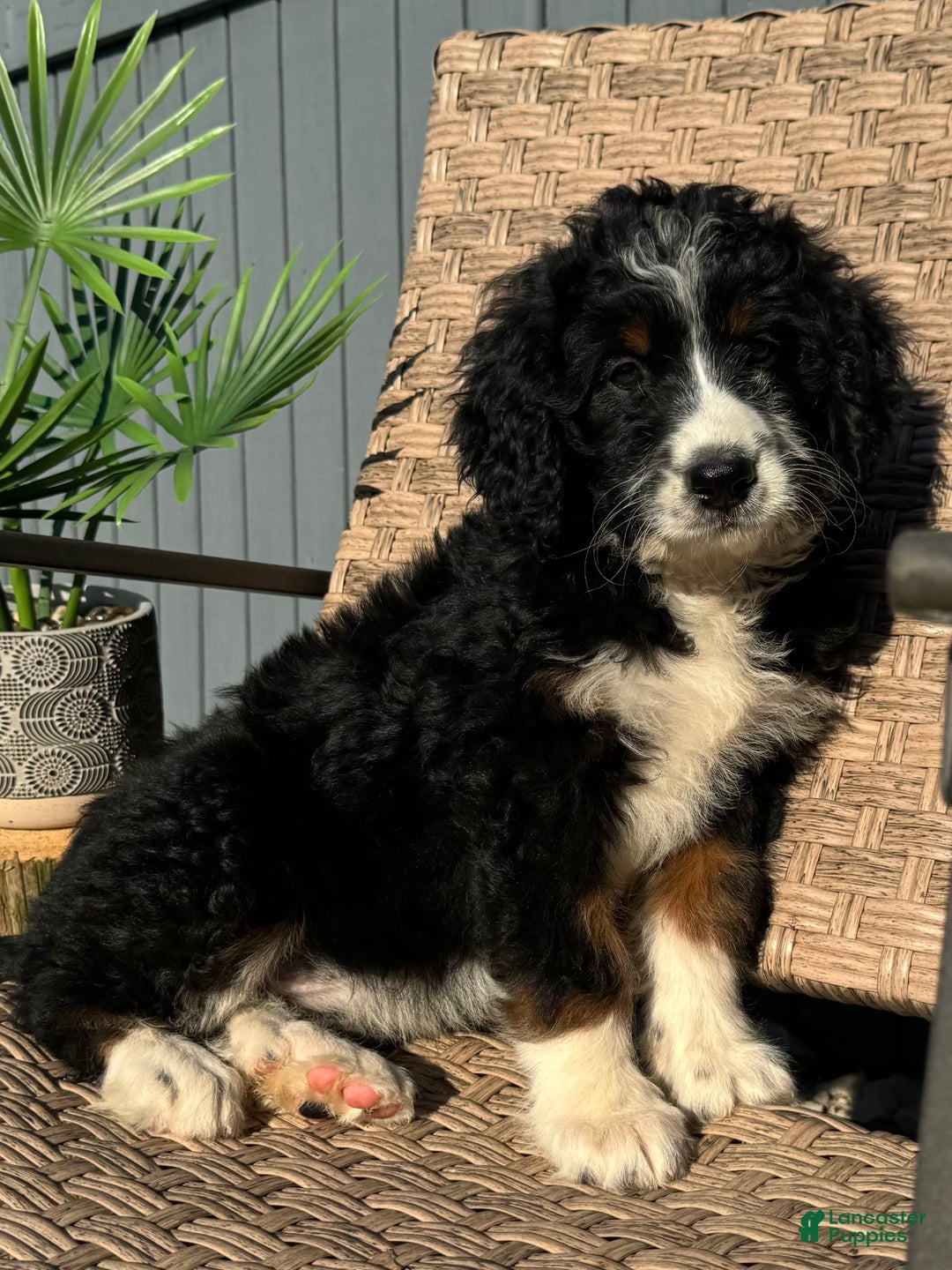 Bernedoodle dogs for sale: Maggie - Image 7