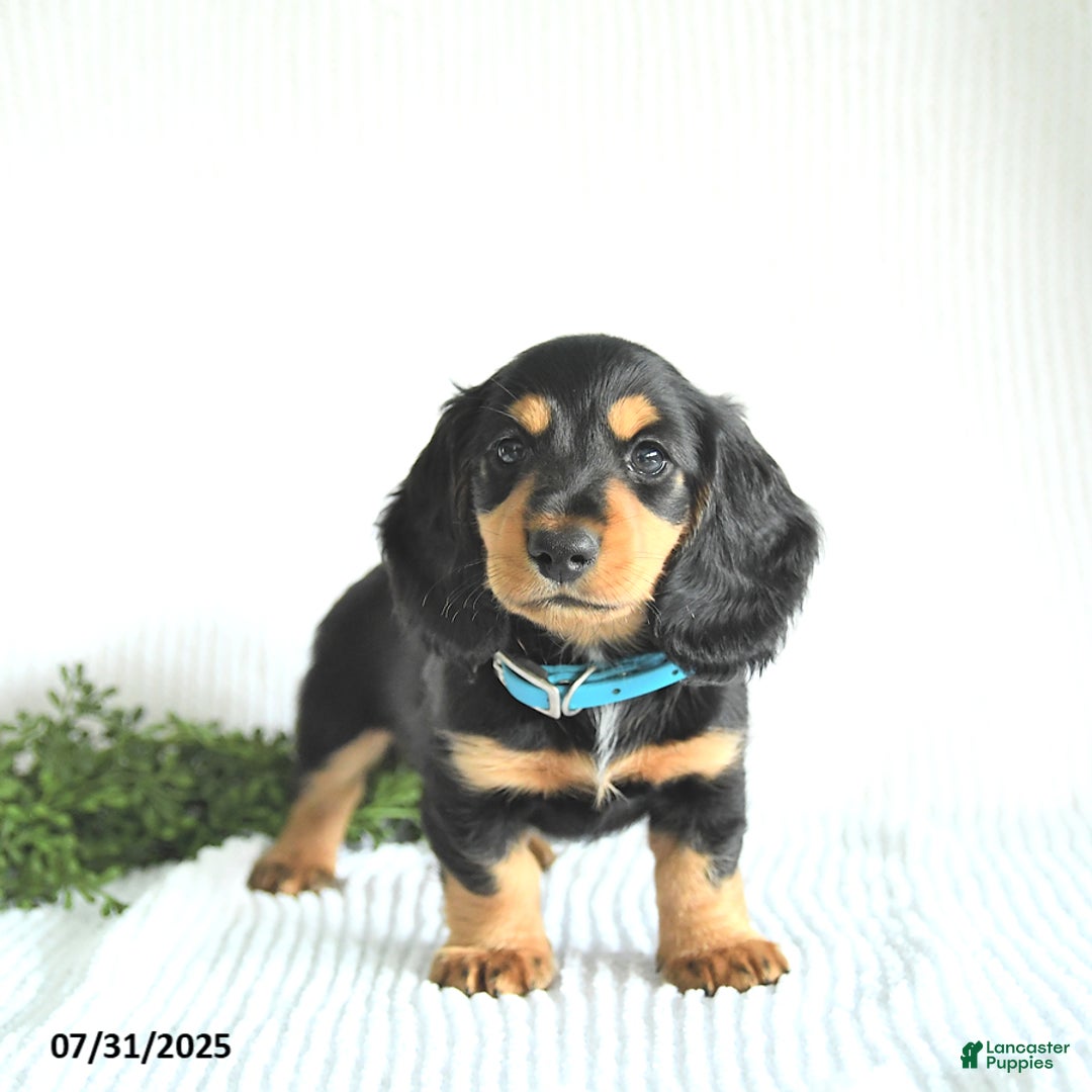 Miniature Dachshund dogs for sale: Rocky - Image 3
