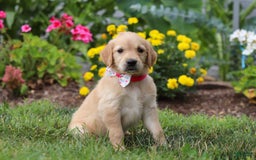 Golden Retriever dogs for sale: Miley - Image 2