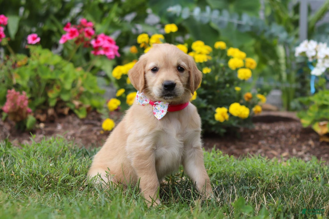 Golden Retriever dogs for sale: Miley - Image 2