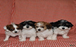 Havanese dogs for sale: Bessy - Image 3