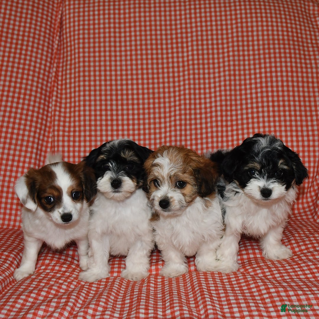 Havanese dogs for sale: Bessy - Image 3