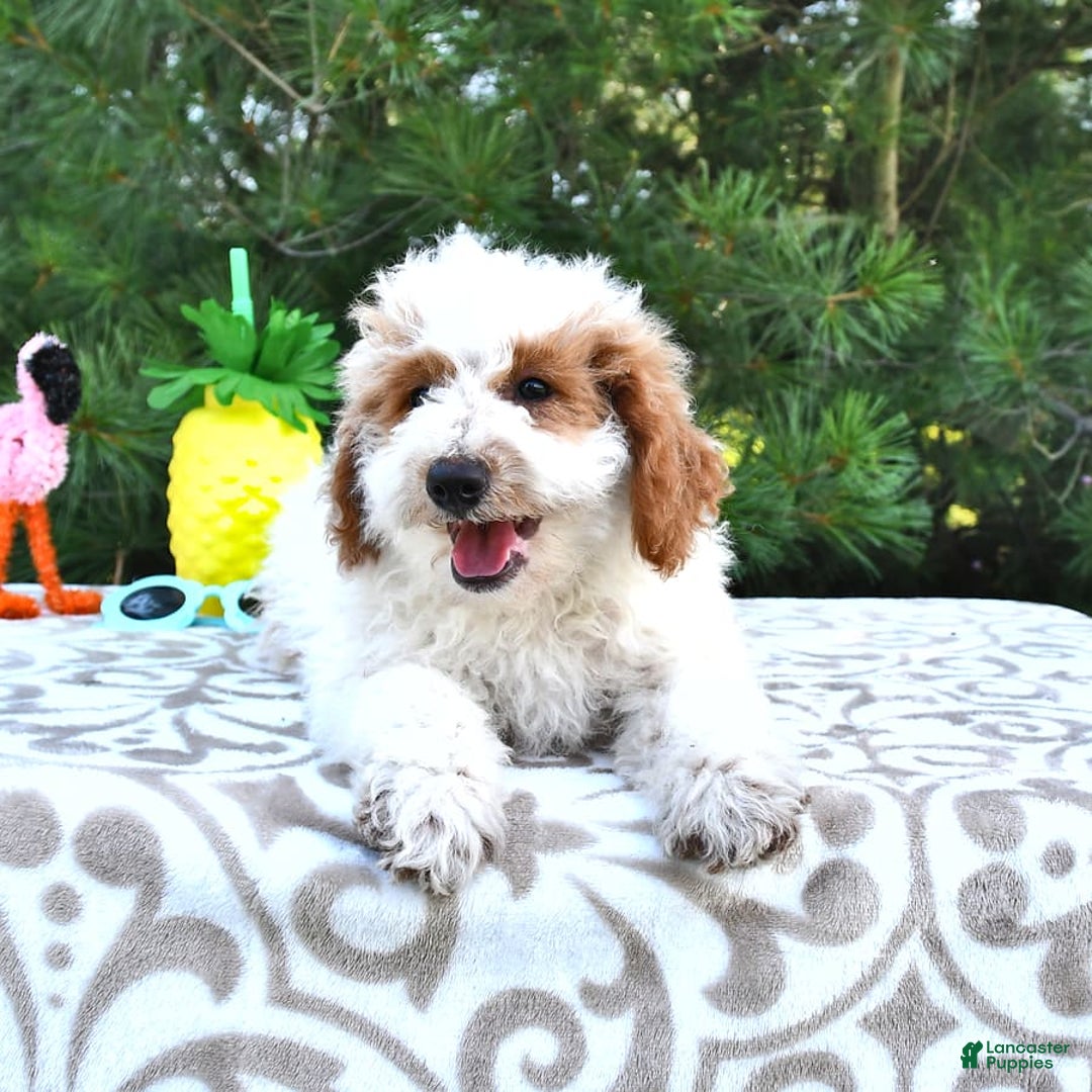 Mini Goldendoodle dogs for sale: Buster - Image 15