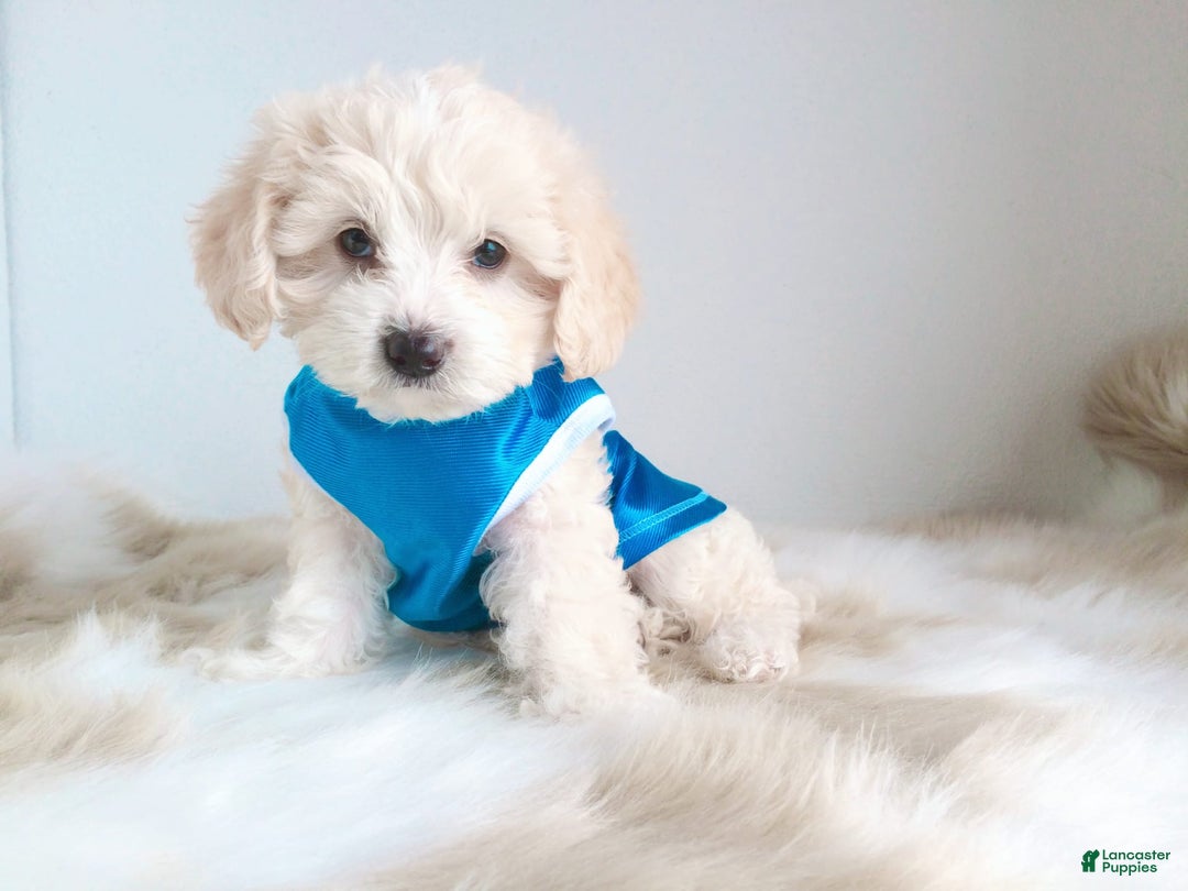 Maltipoo dogs for sale: Cookie - Image 16