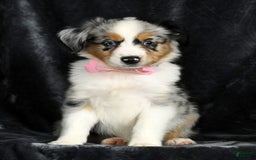 Miniature Australian Shepherd dogs for sale: Chloe - Image 3