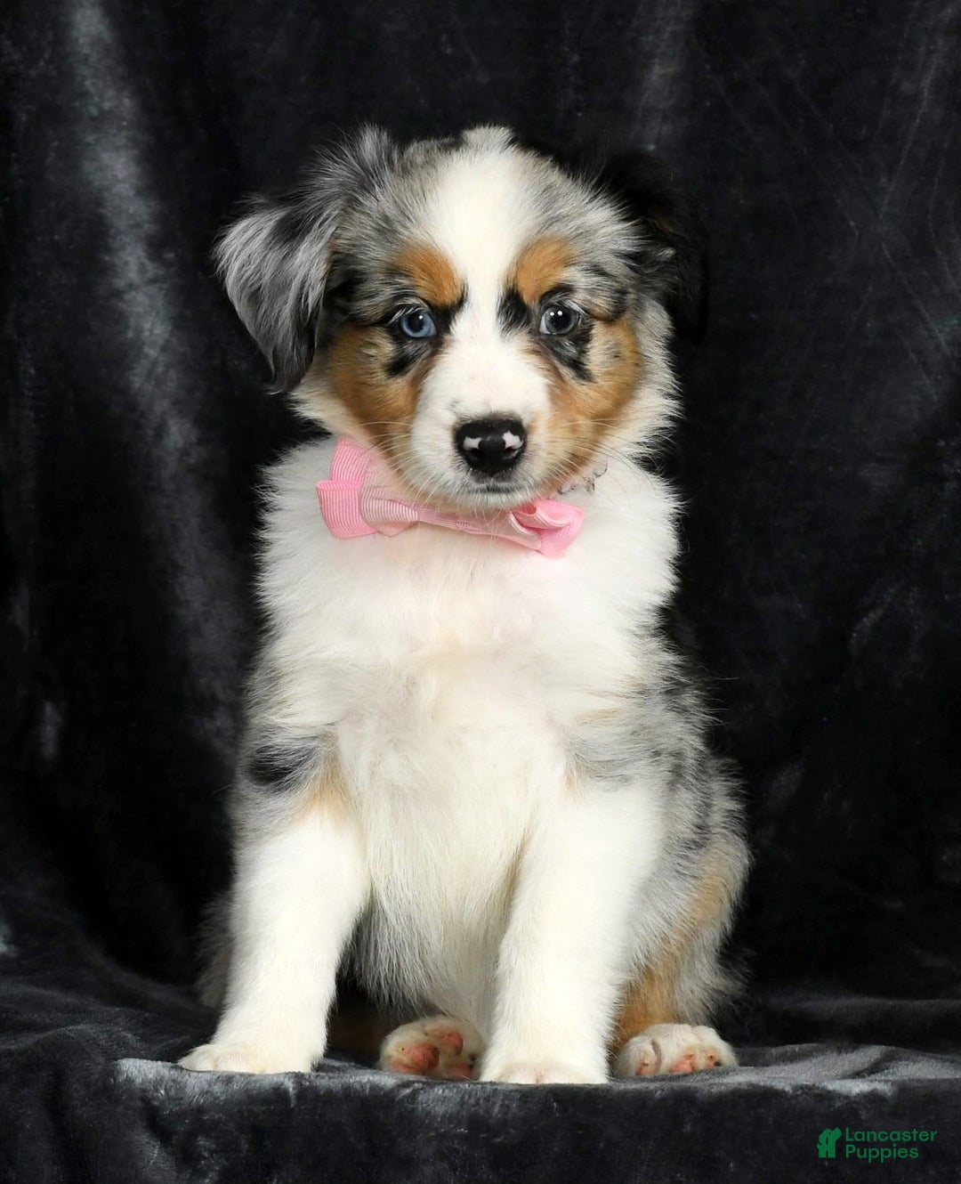 Miniature Australian Shepherd dogs for sale: Chloe - Image 3