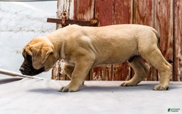 English Mastiff dogs for sale: Horace - Image 6
