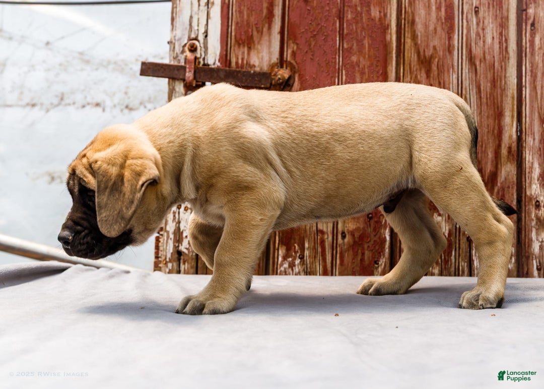 English Mastiff dogs for sale: Horace - Image 6