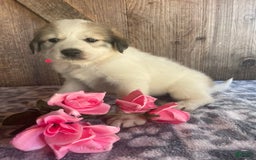 Great Pyrenees dogs for sale: Nova - Image 4