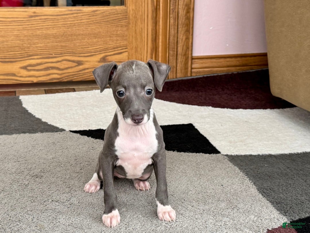 Italian Greyhound dogs for sale: Lila - Image 9