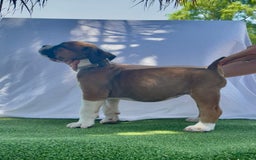 South African Boerboels dogs for sale: Galloway Girl - Image 2