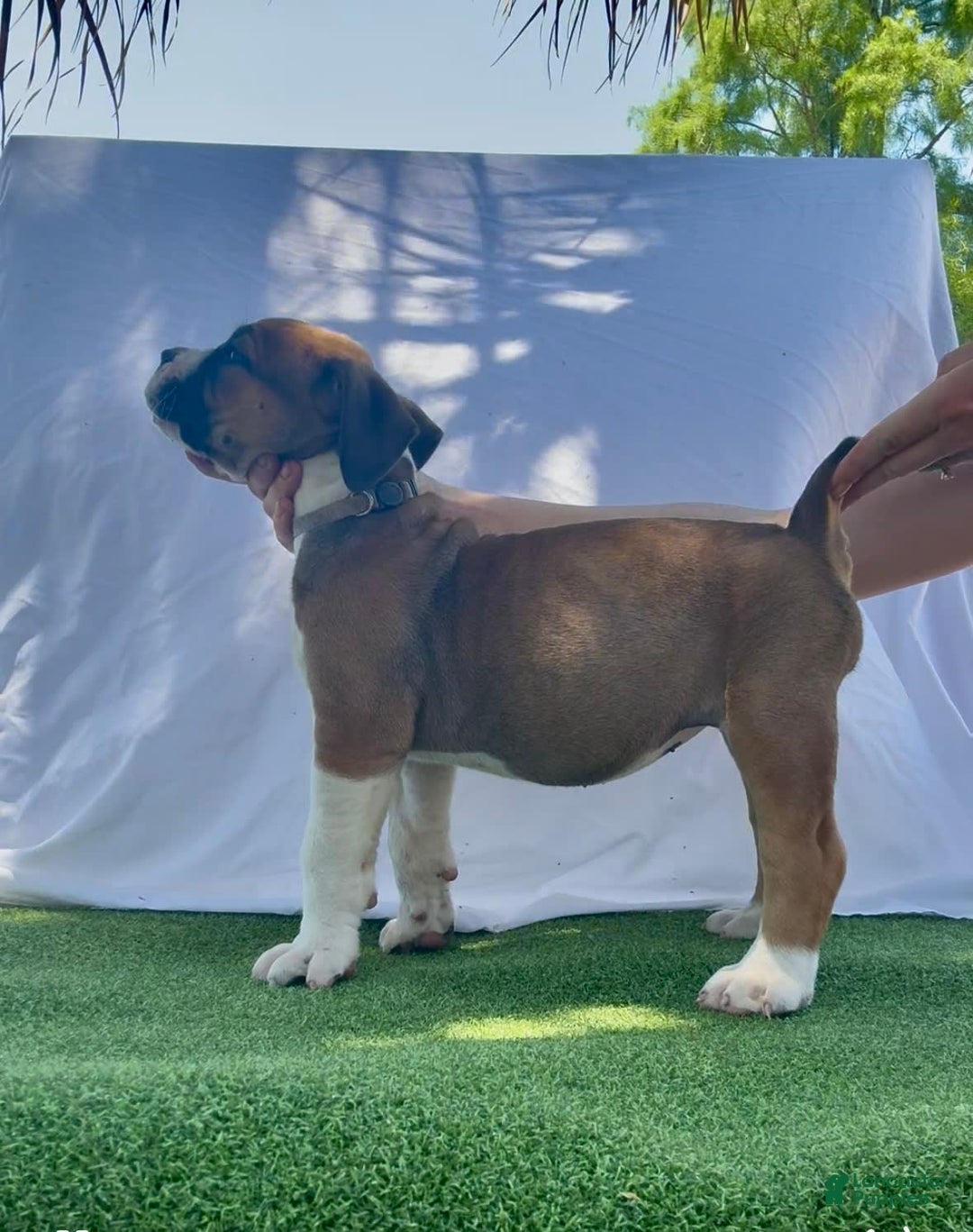 South African Boerboels dogs for sale: Galloway Girl - Image 2