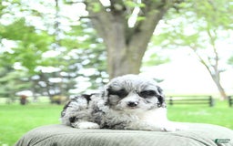 Mini Aussiedoodle dogs for sale: Atlas - Image 10