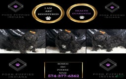 Toy Poodle dogs for sale: Romeo - Image 2
