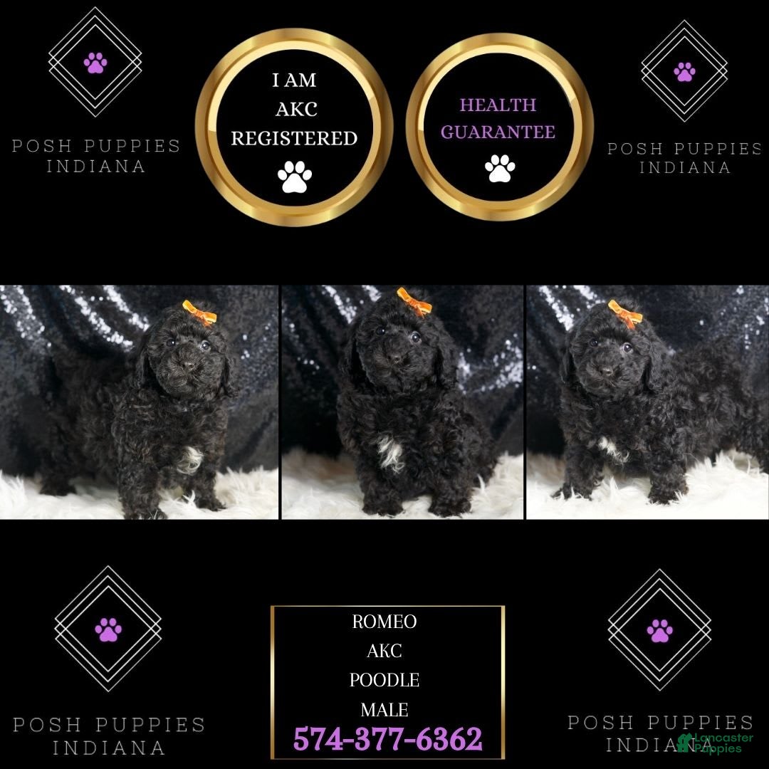 Toy Poodle dogs for sale: Romeo - Image 2