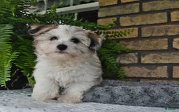 Havapoo dogs for sale: Toby - Image 18