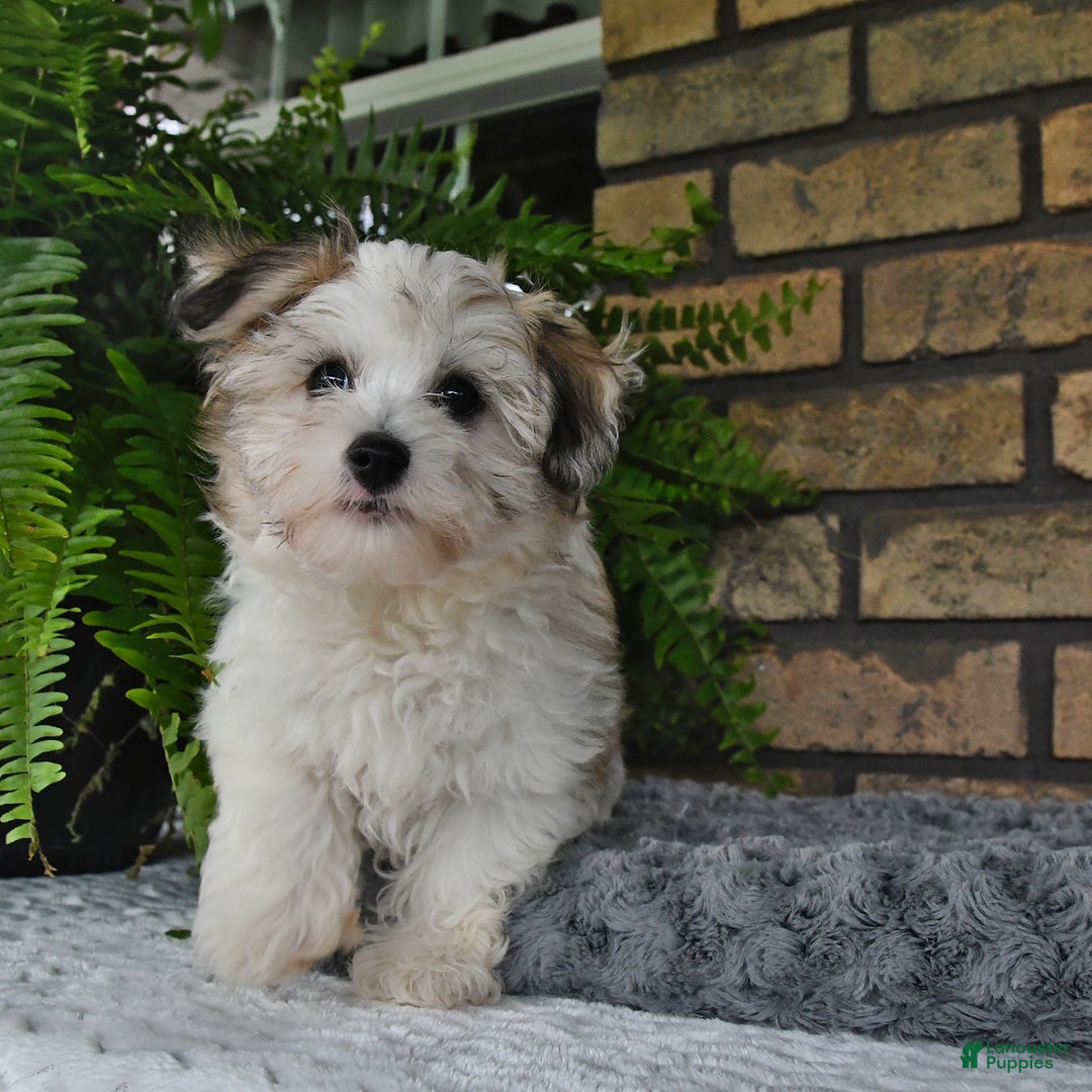 Havapoo dogs for sale: Toby - Image 18