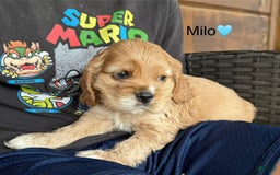 Cocker Spaniel dogs for sale: Milo - Image 8