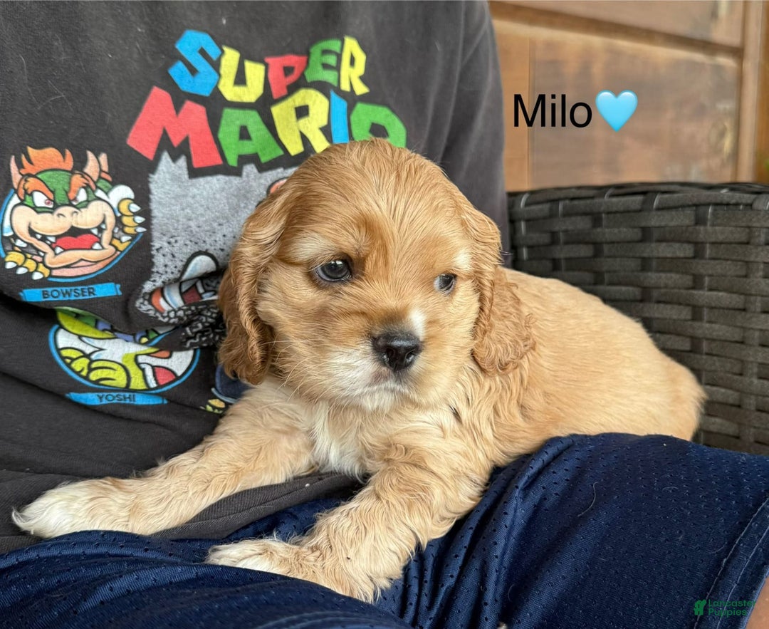 Cocker Spaniel dogs for sale: Milo - Image 8