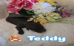 Toy Poodle dogs for sale: Teddy - Image 2