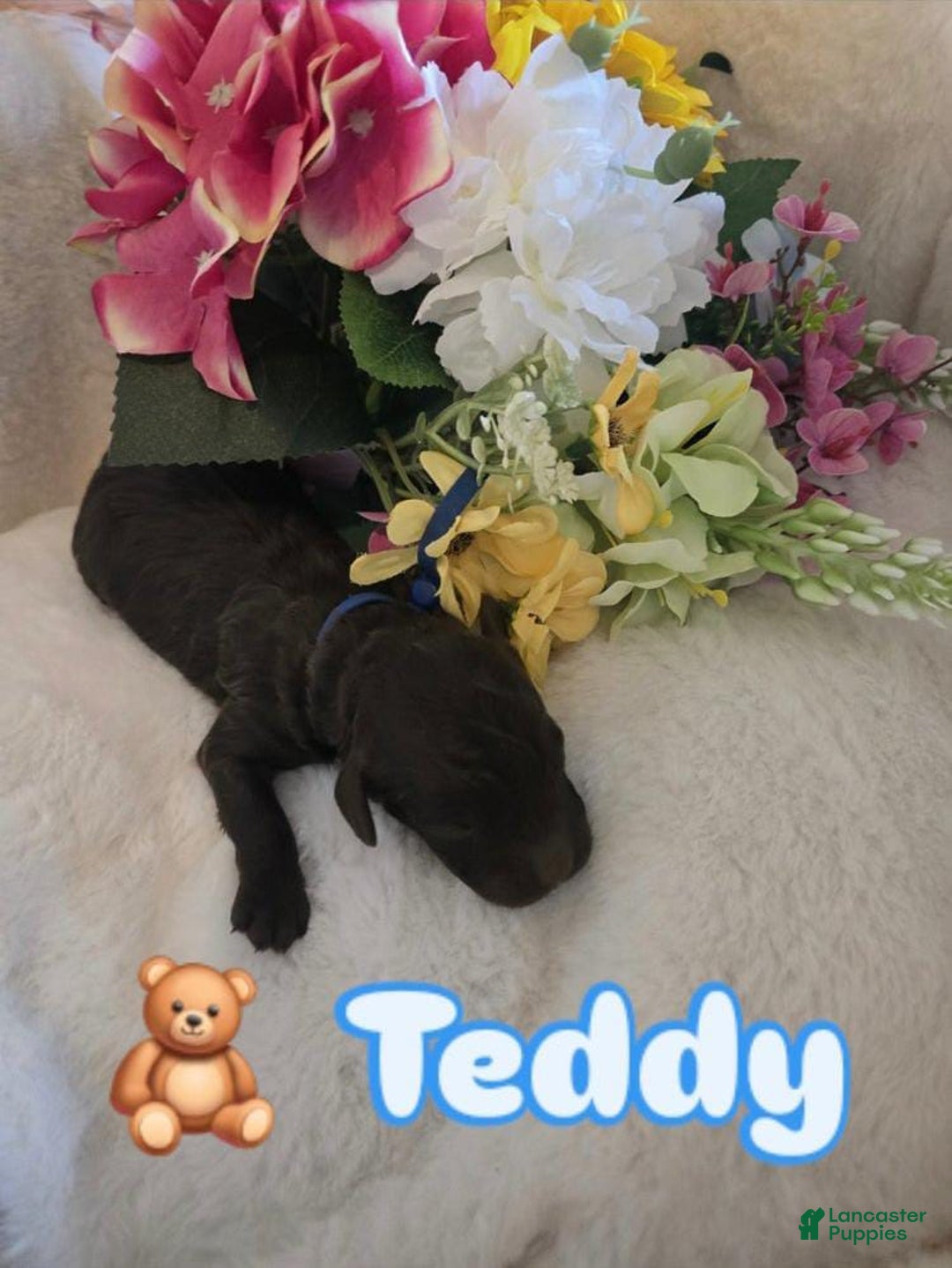 Toy Poodle dogs for sale: Teddy - Image 2