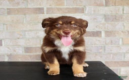 Australian Shepherd dogs for sale: Australian Shepherd 7 puppies - Image 2