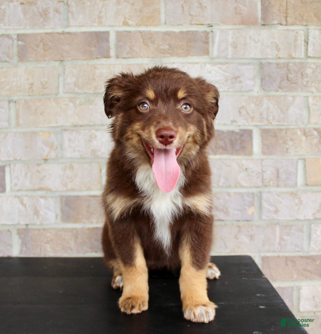 Australian Shepherd dogs for sale: Australian Shepherd 7 puppies - Image 2