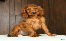 Irish Setter dogs for sale: Marley - Image 4