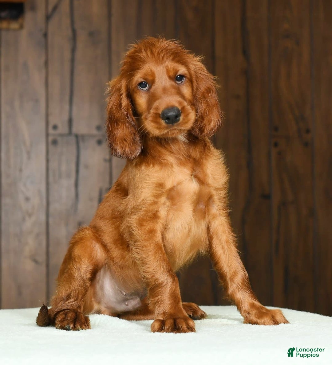 Irish Setter dogs for sale: Marley - Image 4