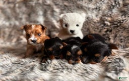 Yorkshire Terrier dogs for sale: Femi - Image 7