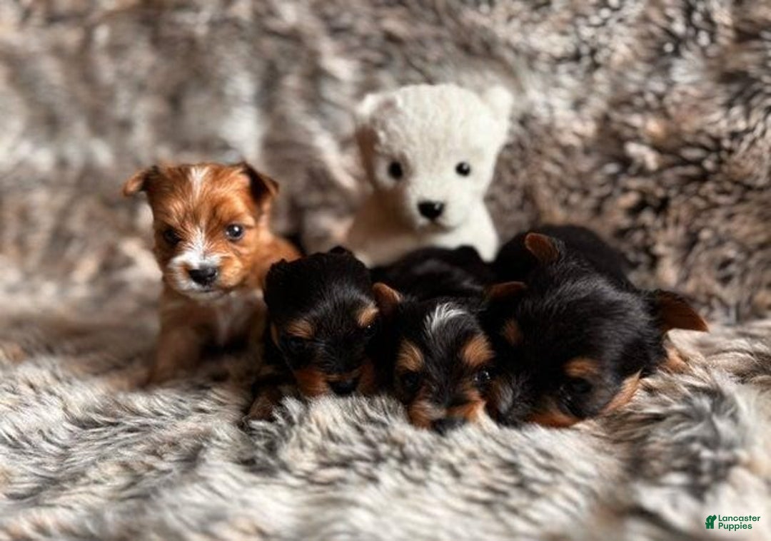 Yorkshire Terrier dogs for sale: Femi - Image 7