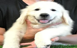 Golden Retriever dogs for sale: Golden Retriever 1 puppies - Image 2
