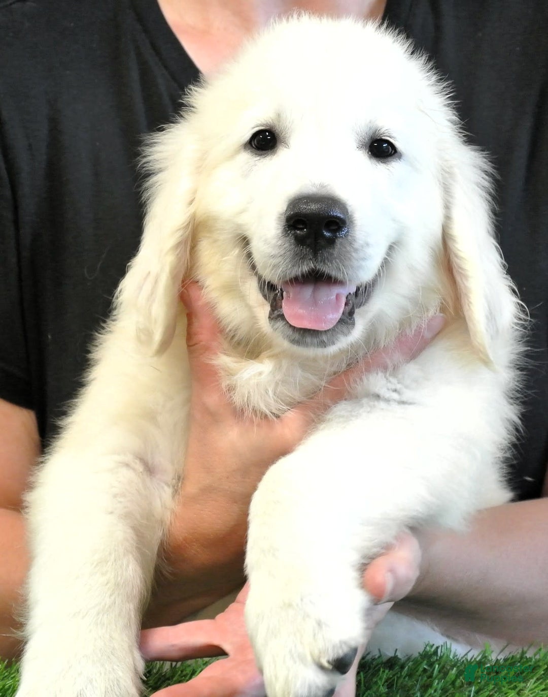 Golden Retriever dogs for sale: Golden Retriever 1 puppies - Image 2