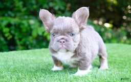 French Bulldog dogs for sale: Buff - Image 3