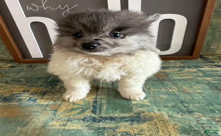 Pomeranian dogs for sale - Ad 5