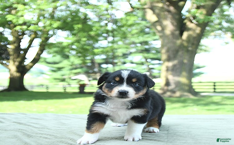 Australian Shepherd dogs for sale - Ad 5