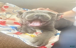Cane Corso dogs for sale: Blue - Image 1