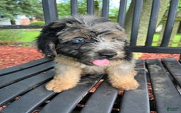 Mini Aussiedoodle dogs for sale: Canary - Image 17