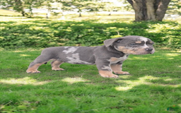 American Bully dogs for sale: Boss - Image 16