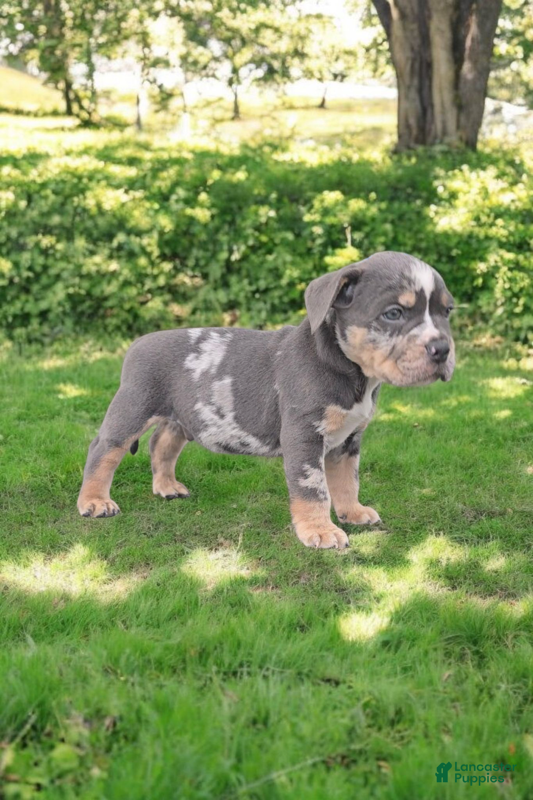 American Bully dogs for sale: Boss - Image 16
