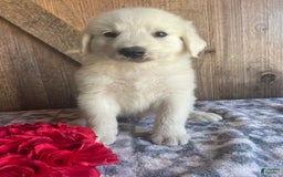 Great Pyrenees dogs for sale: Maverick - Image 1