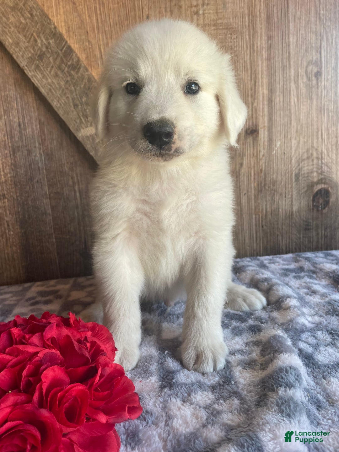Great Pyrenees dogs for sale: Maverick - Image 1