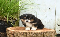 Miniature Australian Shepherd dogs for sale: Harry - Image 2