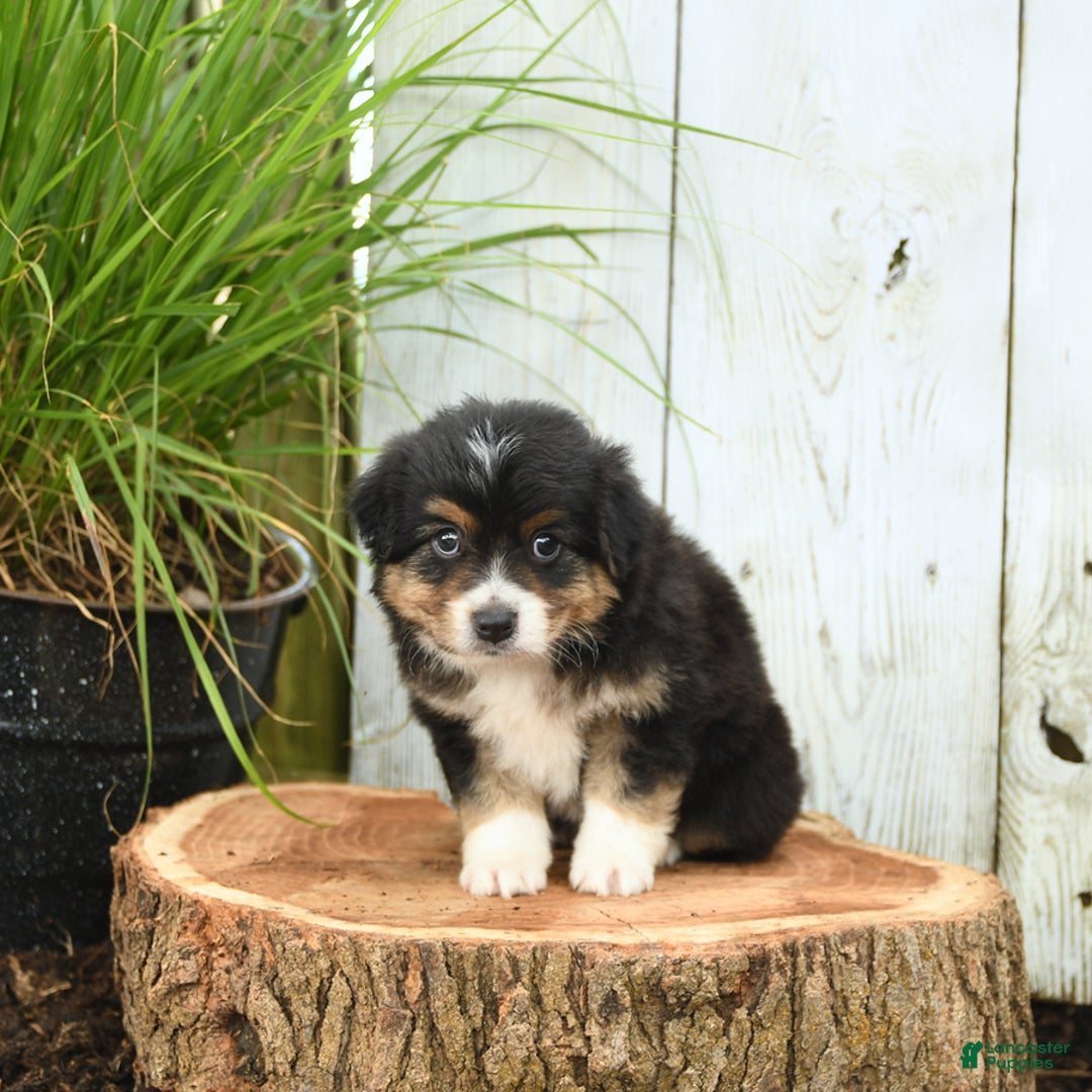 Miniature Australian Shepherd dogs for sale: Harry - Image 2