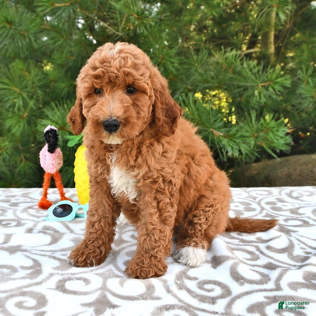 Mini Goldendoodle dogs for sale: Emily - Image 10