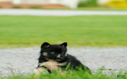 Gerberian Shepsky dogs for sale: Henry - Image 11