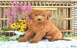 Mini Goldendoodle dogs for sale: Quinn - Image 3